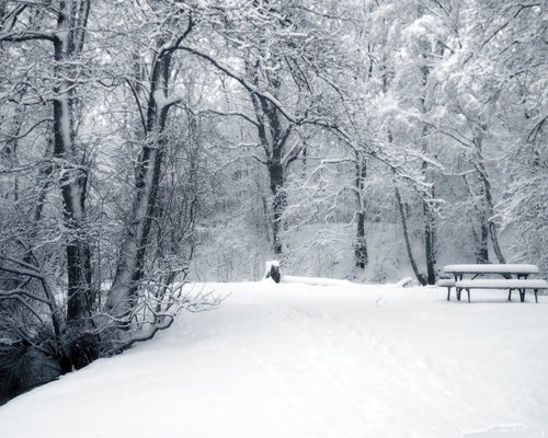 invierno-bosque